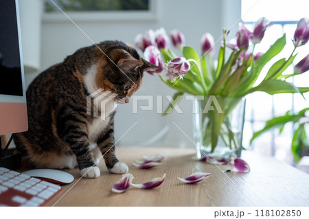 Domestic cat playing with tulip flowers in vase at home sniffing tasting plant. 118102850