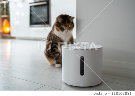 Curious cat looks at smart drinking fountain that owners bought him to prevent urinary tract disease 118102851