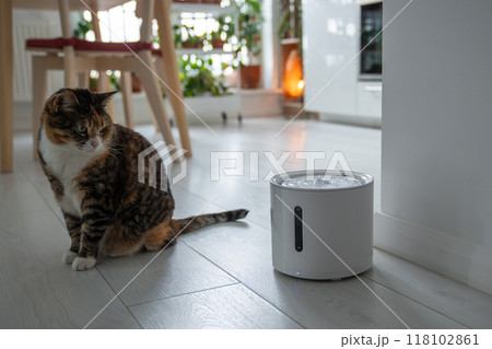 Curious cat looks at smart drinking fountain that owners bought him to prevent urinary tract disease 118102861