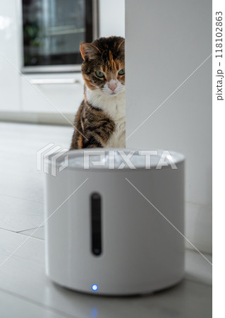 Curious cat looks at smart drinking fountain that owners bought him to prevent urinary tract disease 118102863