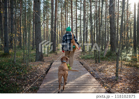 Tourist woman, pet owner walking with hound dog, recreating in autumn pine wood in warm sunny day 118102875