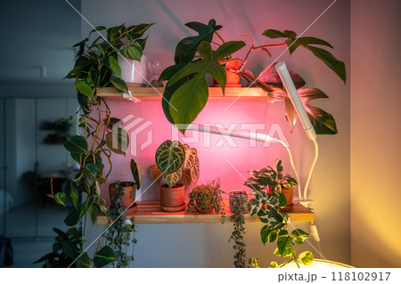 Grow light. Indoor plants under phytolamps on shelf at home in winter season. Plant care 118102917