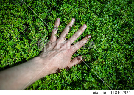Man touches green fresh aromatic lemon thyme plant - Thymus Citriodorus, hand closeup Man touches green fresh aromatic lemon thyme plant - Thymus Citriodorus, hand closeup 118102924