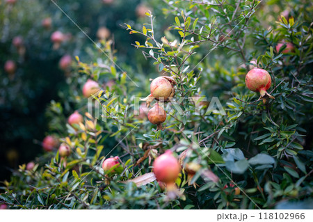 Overripe pomegranates fruits on bush in autumn season, soft focus. Harvest time Overripe pomegranates fruits on bush in autumn season, soft focus. Harvest time 118102966