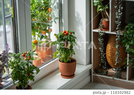 Homegrown small bush of balcony cherry red tomato in clay pots growing on windowsill at home.  118102982