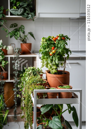 Fresh juicy potted cherry tomatoes on windowsill. Eco friendly living, sustainable organic food Fresh juicy potted cherry tomatoes on windowsill. Eco friendly living, sustainable organic food 118103012