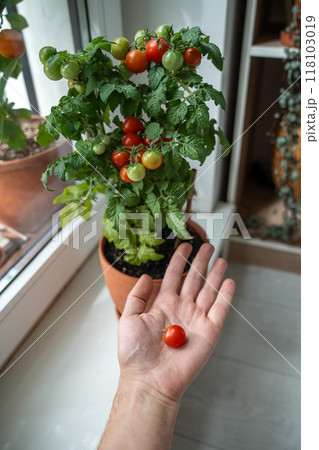 Man hand holding ripe cherry tomato grown on home windowsill. Self reliance, natural lifestyle Man hand holding ripe cherry tomato grown on home windowsill. Self reliance, natural lifestyle 118103019