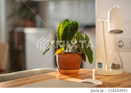 Philodendron Splendid plant with hear sheped green velvet leaves in flower pot at desk at home 118103041