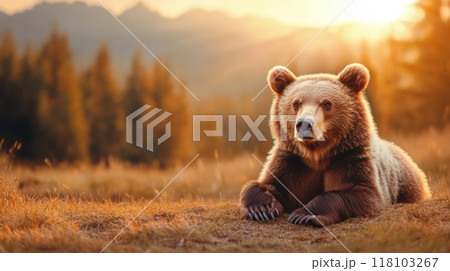 A brown bear laying on the ground in a field, AI 118103267