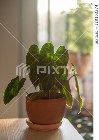 Closeup of Philodendron Splendid plant in flower pot at home. Closeup of Philodendron Splendid plant in flower pot at home. 118103274