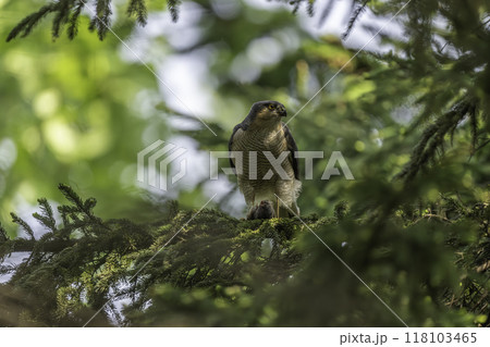 獲物を捕食するハイタカ 118103465