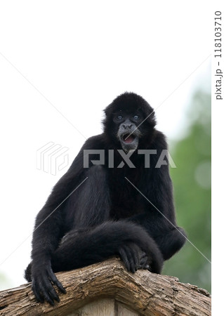 座って見つめるコロンビアクロクモザル 118103710