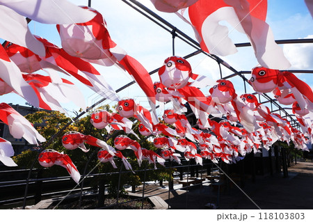 柳井 金魚ちょうちん祭り2698 柳井 金魚ちょうちん祭り2698 118103803