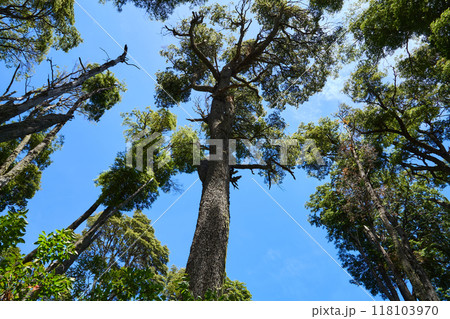 Tree trunks stretch with green crowns into the blue sky. 118103970