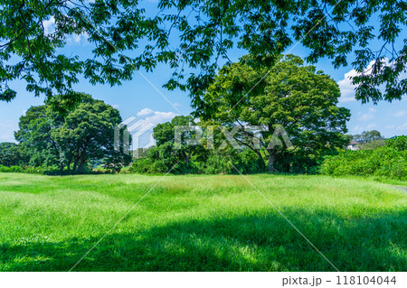 夏の風景 涼しい木陰 自然の休憩所 夏の風景 涼しい木陰 自然の休憩所 118104044