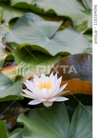 睡蓮 睡蓮 118104098