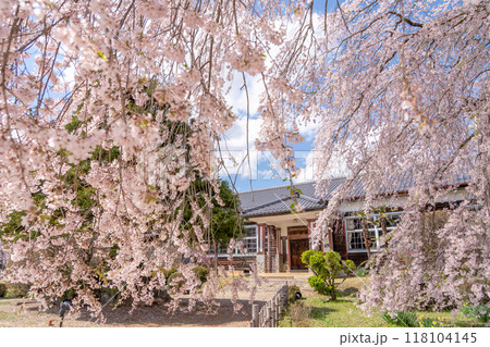 長野県飯田市 杵原学校の満開のしだれ桜 長野県飯田市 杵原学校の満開のしだれ桜 118104145