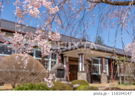長野県飯田市　杵原学校の満開のしだれ桜 118104147