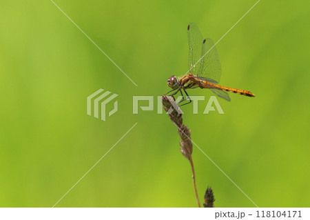 Red dragonfly on a leaf Red dragonfly on a leaf 118104171
