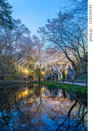 長野県伊那市　天下第一の桜と言われる池越しの高遠城址公園満開の夜桜 118104243