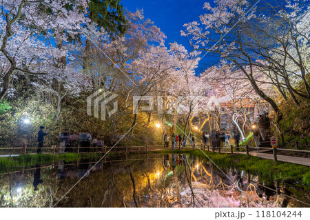 長野県伊那市　天下第一の桜と言われる池越しの高遠城址公園満開の夜桜 118104244