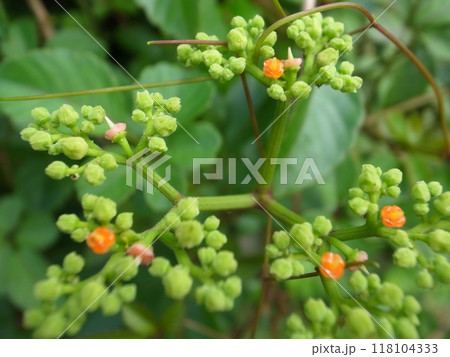 ヤブガラシ 118104333