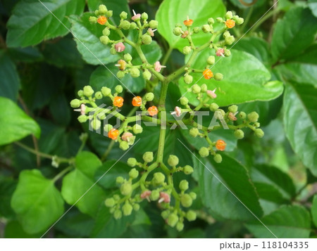 ヤブガラシ 118104335