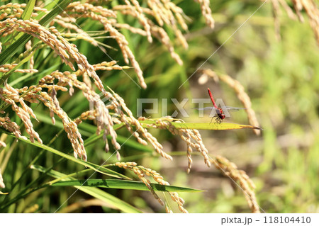 収穫を待つ稲穂と赤とんぼ 118104410