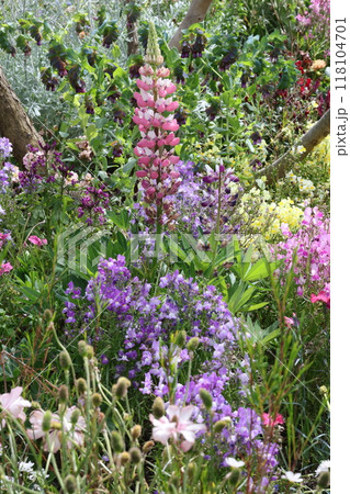 ルピナス 118104701