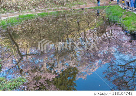 長野県伊那市 お堀の池に映った天下第一の桜と言われる高遠城址公園満開の桜 長野県伊那市 お堀の池に映った天下第一の桜と言われる高遠城址公園満開の桜 118104742