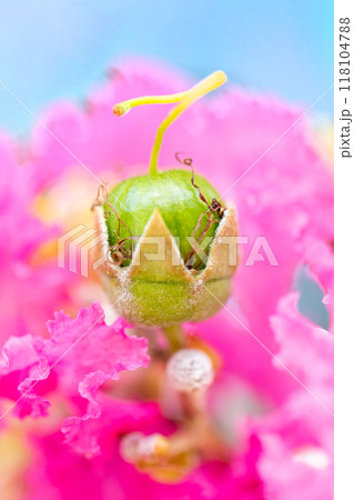 百日紅の花 百日紅の花 118104788
