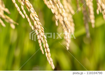 稲穂 118104790