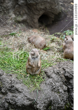 プレーリードッグ、上野動物園 118104989