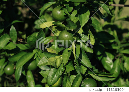 みかん畑　9月 118105004