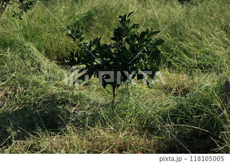 みかん畑　これから成長してくれるみかんの木 118105005