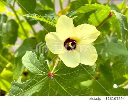 夏の朝に咲くオクラの花51 夏の朝に咲くオクラの花51 118105294