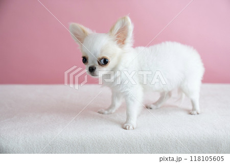 ピンクバックと白いチワワの仔犬 ピンクバックと白いチワワの仔犬 118105605