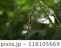 ミズヒキ 118105669