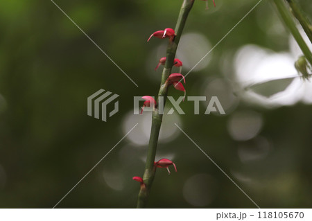 ミズヒキ 118105670