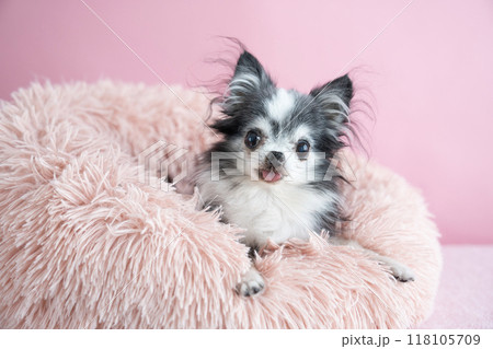 ピンクのベッドに入って微笑むチワワ 118105709