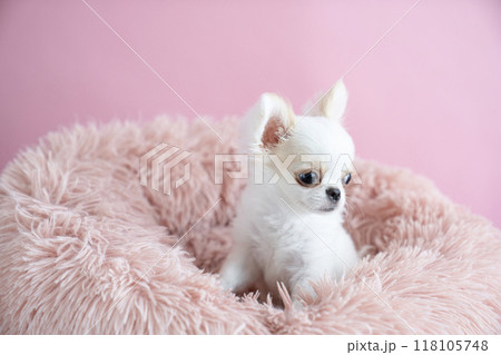 ピンクのベッドに入ったチワワの仔犬 ピンクのベッドに入ったチワワの仔犬 118105748