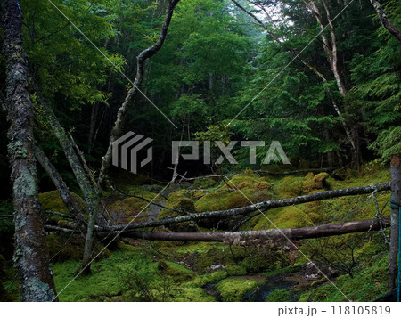 甲武信ヶ岳道中の苔生す千曲川 甲武信ヶ岳道中の苔生す千曲川 118105819