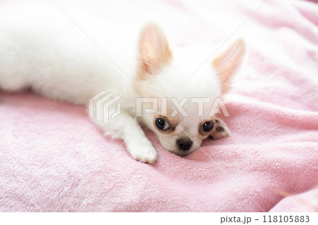 ピンクの毛布の上で伏せたチワワの仔犬 ピンクの毛布の上で伏せたチワワの仔犬 118105883