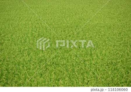 生育中の稲【背景素材】 118106060