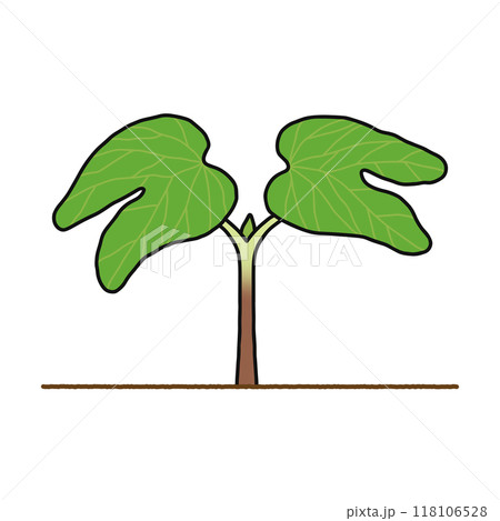 被子植物・双子葉類 118106528