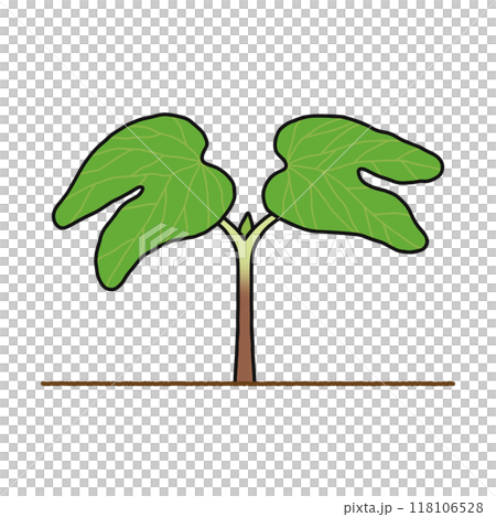 被子植物・双子葉類 118106528