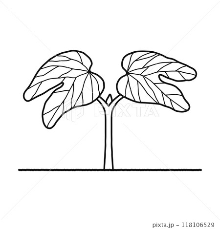 被子植物・双子葉類・線画 被子植物・双子葉類・線画 118106529