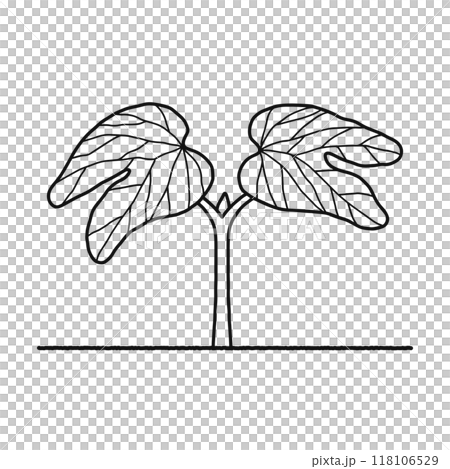 被子植物・双子葉類・線画 被子植物・双子葉類・線画 118106529