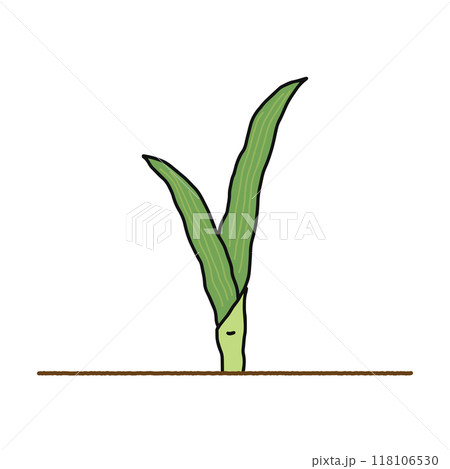 被子植物・単子葉類 被子植物・単子葉類 118106530