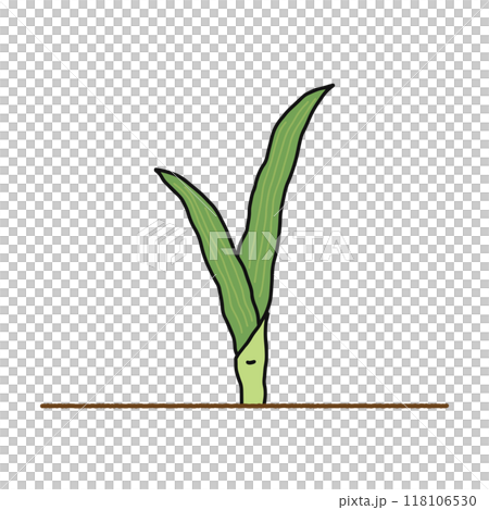 被子植物・単子葉類 被子植物・単子葉類 118106530